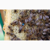 Пчеломатки и пчелопакеты