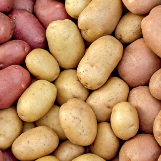 Семенной картофель оптом от 3000кг