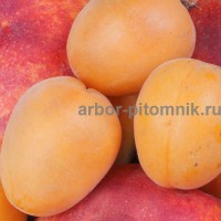 Саженцы абрикоса в Москве и Подмосковье