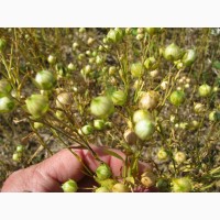 Семена льна Канадской селекции Северная Дакота