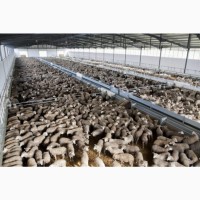 Автоматизированные системы кормления овец и коз Испания