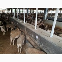 Автоматизированные системы кормления овец и коз Испания