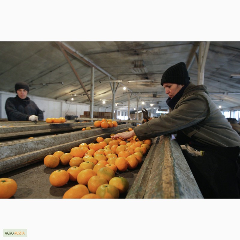 Фото 4. Абхазские Мандарины Оптом от Производителя - урожай 2015 г