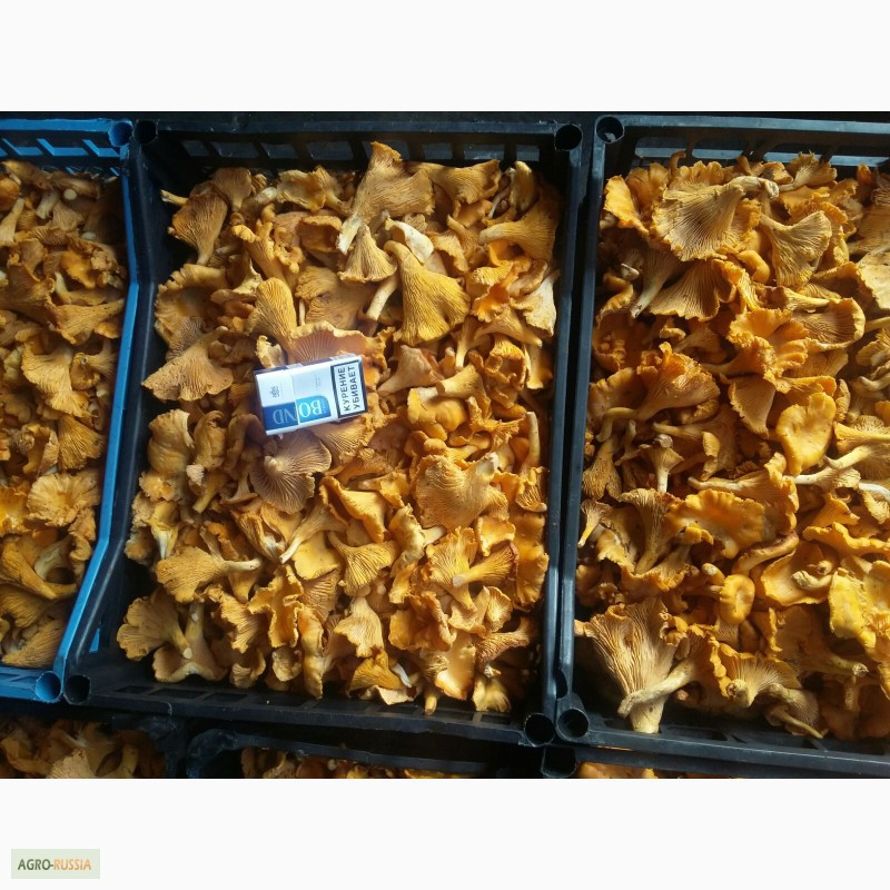 Фото 3. Принимаем заказы на заготовку грибов сморчок сухой. Лисички свежей и соленой и мороженой