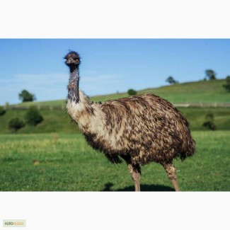 Австралийский страус эму молодняк и взрослые