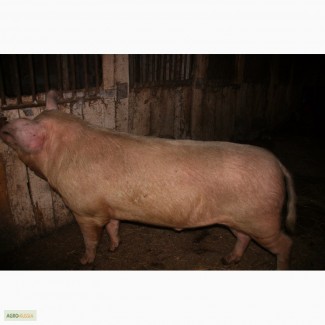 Продаю домашнею свинину