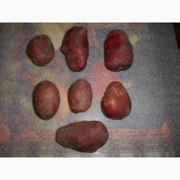 Продам картофель деревенский