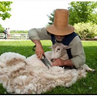 Закупаем овечью шерсть