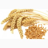 Ячмень и пшеница фураж