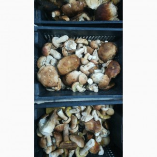 Продаю свежие белые грибы, маслята