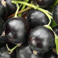 Саженцы плодово-ягодных культур в розницу и оптом из питомника