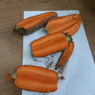 Морков некондиция для переработки