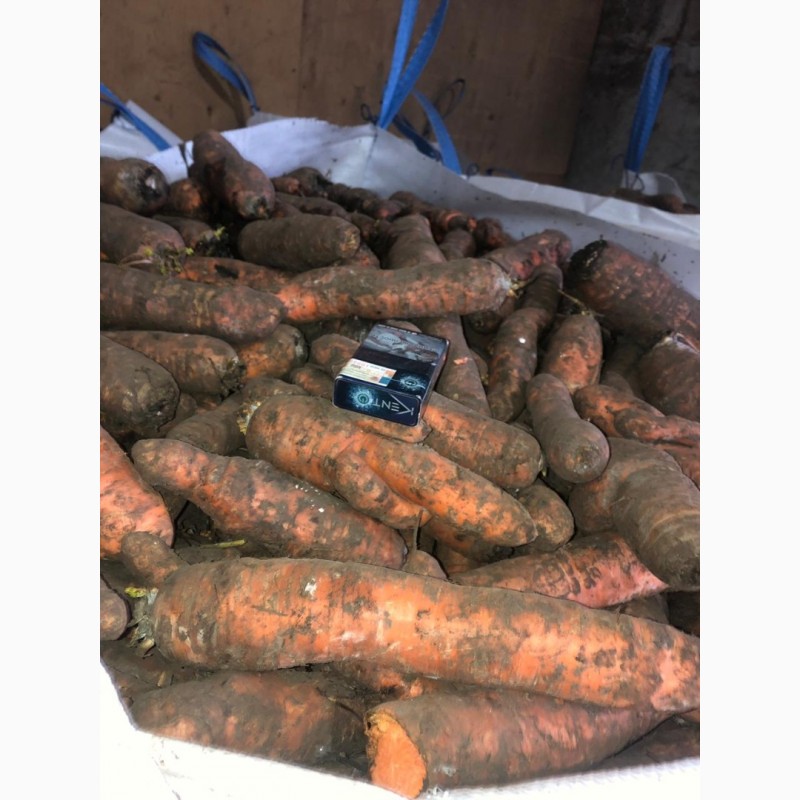 Фото 2. Морковь на переработку крупный лом и не стандарт