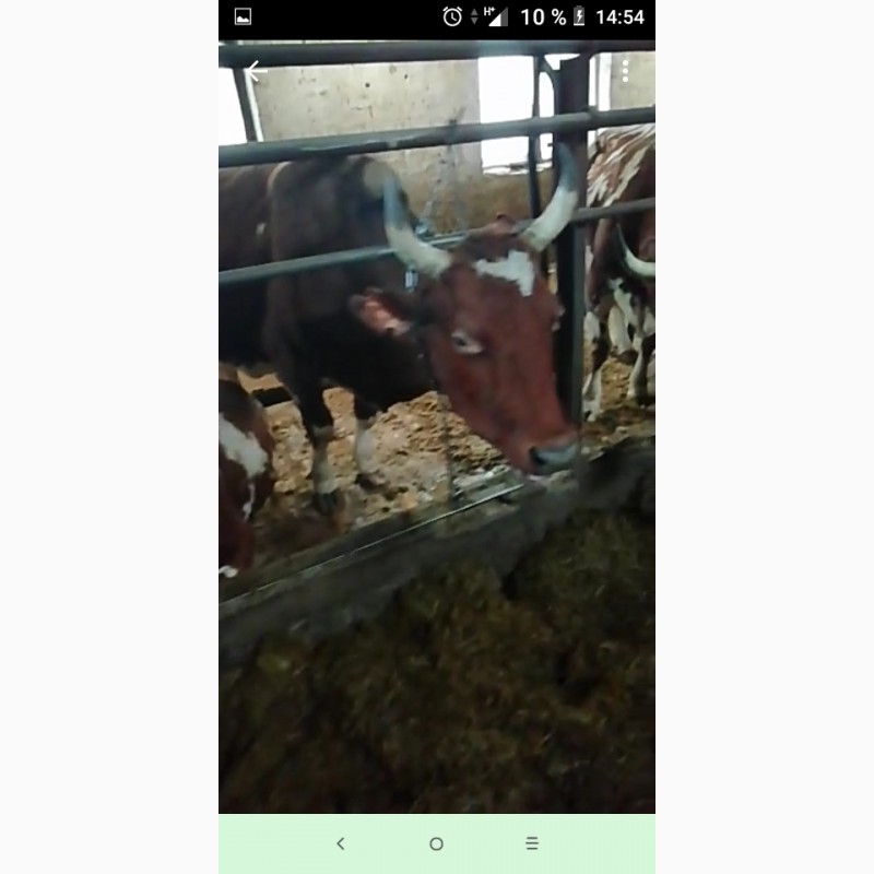 Фото 4. Айширские нетели, коровы