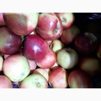 Яблоки калиброванные оптом от производителя