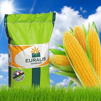 Евралис семена гибрида кукурузы