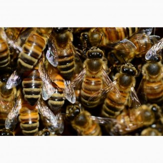 Пчелопакеты порода Карника 2022