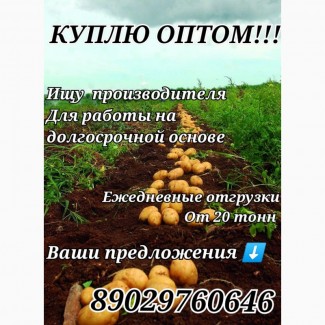 Куплю картофель оптом