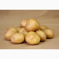Продам картофель продовольственный сорт Гала, Лель