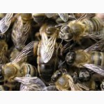 Продам Пчелопакеты и Пчеломатки (Карника и Карпатка)