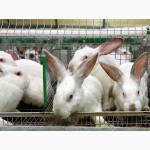 Продажа кролиководческой фермы