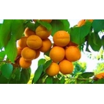 Предлагаем абрикос из Молдовы