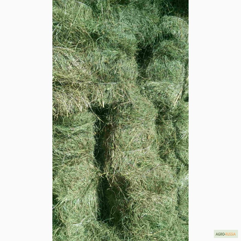 Фото 2. Продается высококачественное отборное сено. 2015 года