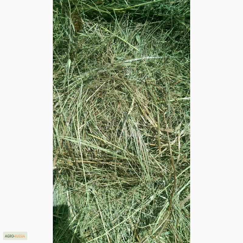 Фото 3. Продается высококачественное отборное сено. 2015 года