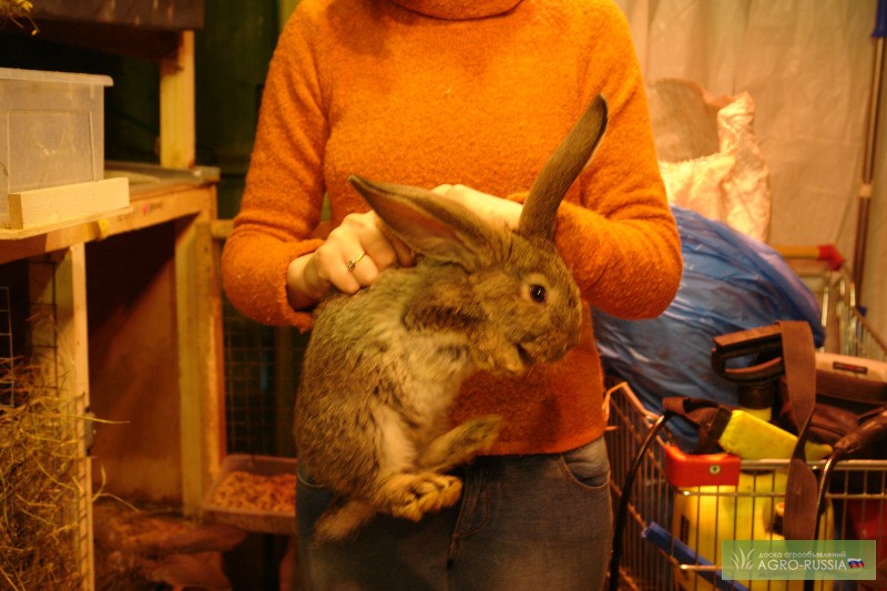 Фото 2. Продам кроликов мясных пород