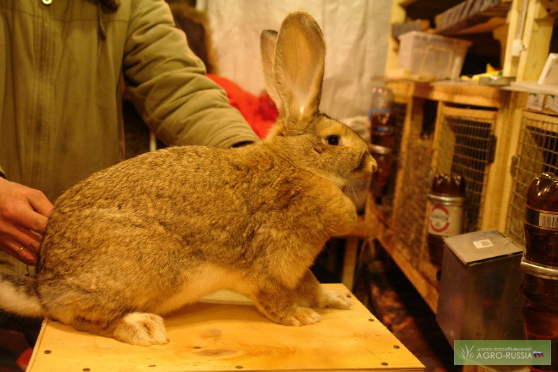 Фото 3. Продам кроликов мясных пород