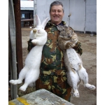 Продаю на племя кроликов порода Бельгийский великан Фландр, Французкий баран