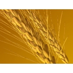 Супер элита озимой пшеницы
