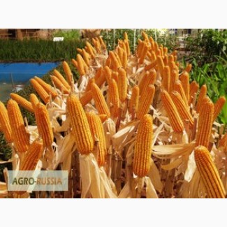 Семена кукурузы Краснодарский 291, 194, 385