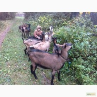 Чешские и нубийские племенные козы