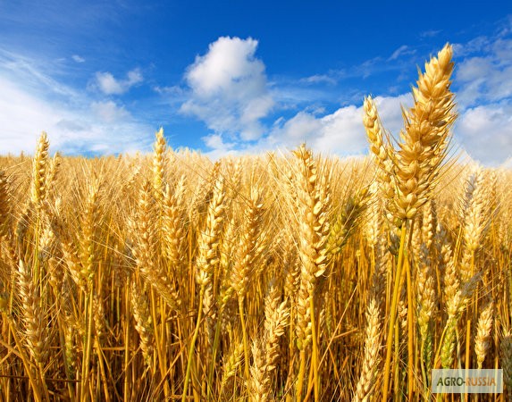 Продам/ семена Озимой пшеницы Скарбница, Ростовская обл — Agro-Russia