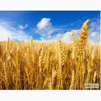Семена Озимой пшеницы Скарбница