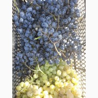 Продам виноград сорт Молдова