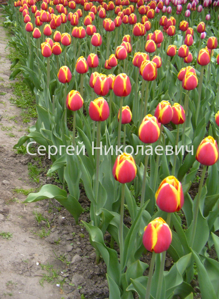 Фото 10. Луковицы тюльпанов