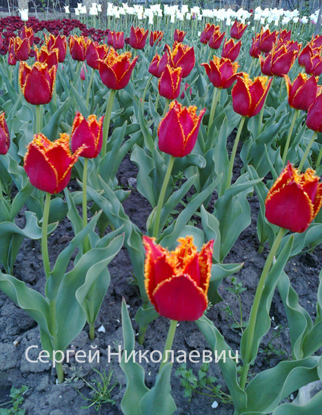 Фото 12. Луковицы тюльпанов