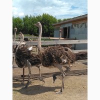 Продам страусят (птенцов Черного африканского страуса)