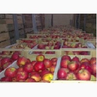 Продаем яблоки летних сортов с оптового склада