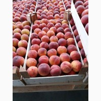 Персик сорта Инжир по цене от производителя