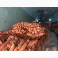 Морковь Нантская от производителя оптом от 20р/кг
