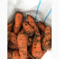 Морковь крымская