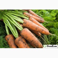 Семена моркови Кордоба F1 (100000 шт) фр 1, 6-1, 8 мм