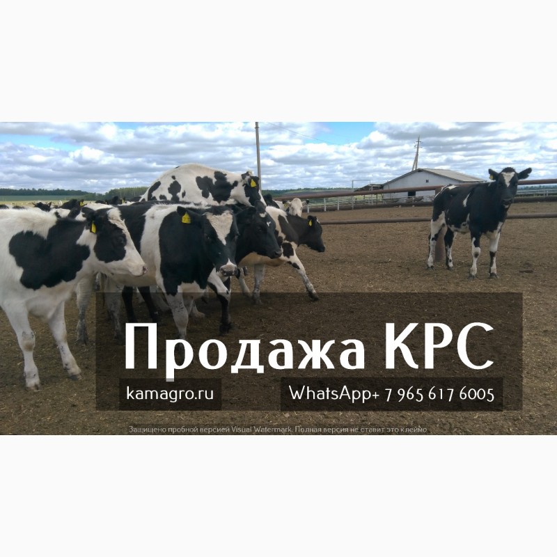 Фото 2. Продажа коров дойных, нетелей молочных пород в России