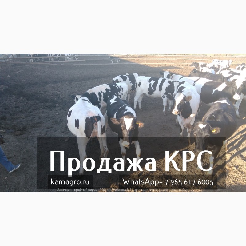 Фото 3. Продажа коров дойных, нетелей молочных пород в России