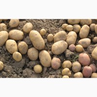 Картофель урожая 2019 г. оптом от производителя