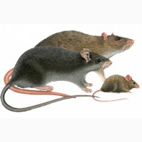 ООО «Атлантис»продает эффективное средство от мышей и крыс «Бактокумарин»