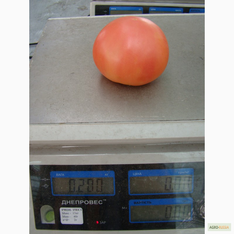 Фото 2. Продам тепличный помидор и огурец